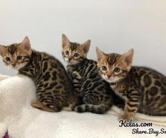 Bengal kittens - 1