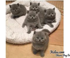 British shorthair kittens 
