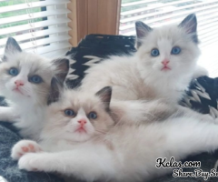 Ragdoll kittens 