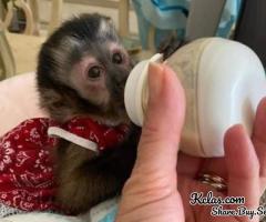 Capuchin monkeys - 1