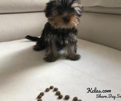 Teacup Yorkie Puppies For Sale - 1