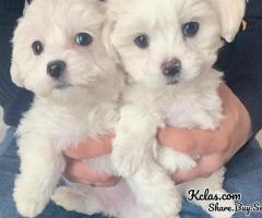 gorgeous maltese puppies - 1