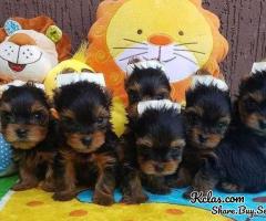 X-MAS HOME TRAINED YORKIE PUPPIES NOW READYT TO GO