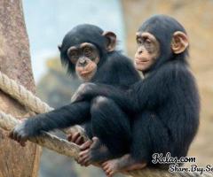 Lovely Chimpanzee Monkeys for Sale - 1