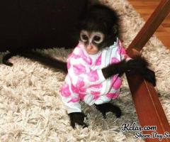Cute Spider Monkeys available for sale - 1