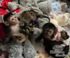 Cute Capuchin Monkeys for Sale - 1