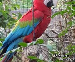 Green-Wing(Red and Green) Macaws for Sale