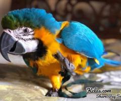 Blue and Gold Macaw ALEX - 1