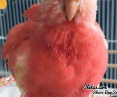 Buy MELODIA – Parakeet Parrot