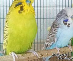 English Budgie for Sale
