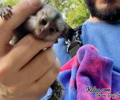 Baby marmoset monkeys for sale