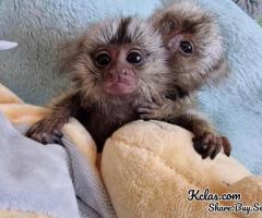 Baby marmoset monkeys for sale