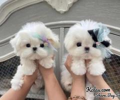ADOPTION OF BICHON MALTES PUPPIES, MALES AND FEMALE AVAILABLE