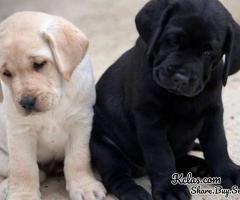 FREE GIFT OF LABRADOR RETRIEVER PUPPIES, MALES AND FEMALE AVAILABLE