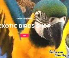 EXOTIC BIRDS SHOP