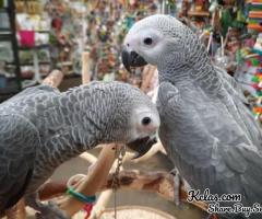 2 X AFRICAN GREYS AND LARGE CAGE - 1