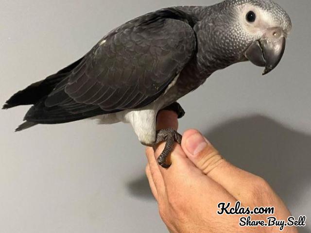 African Grey Parrot : ALEXA - 1/1