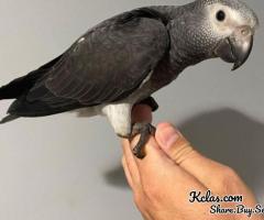 African Grey Parrot : ALEXA - 1