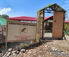 https://www.chirpingibirdzresort.com/