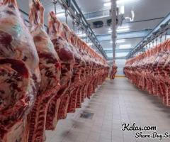 Wholesale Frozen Chickens, Bovine Beef Wholesale