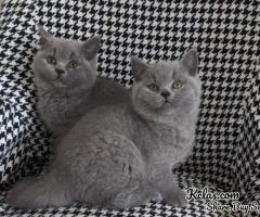 Gorgeous British short hair Kittens Available Now! - 1