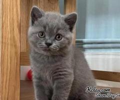 Gorgeous British short hair Kittens Available Now!