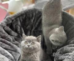 Gorgeous British Shorthair Kittens for Adoption.