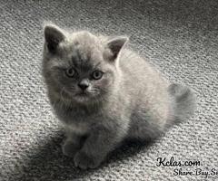 Gorgeous British Shorthair Kittens for Adoption. - 2