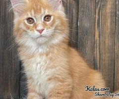 mainecoon kittens for sale near me - 1