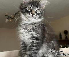 mainecoon kittens for sale near me - 2