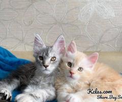 Maine Coon Kittens - 1