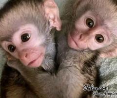 Marvelous Capuchin Monkeys for Sale - 1