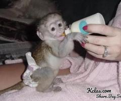 Marvelous Capuchin Monkeys for Sale