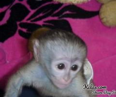 Marvelous Capuchin Monkeys for Sale - 3