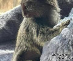 We are having two adorable marmoset monkeys - 1