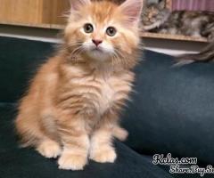 Maine Coon Kittens For Sale Near Me