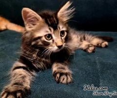 Maine Coon Kittens For Sale Near Me