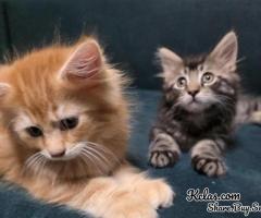 Maine Coon Kittens For Sale Near Me