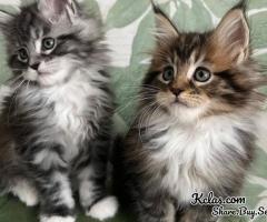 Mainecoon Cat For Sale