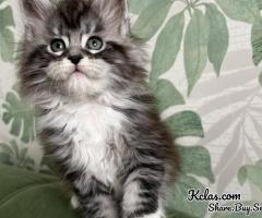 Mainecoon Cat For Sale