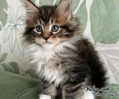 Mainecoon Cat For Sale