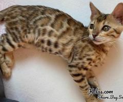 Buy Bengal Kitten Chewbacca