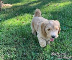 Adorable Goldendoodles looking for their forever homes