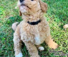 Adorable Goldendoodles looking for their forever homes