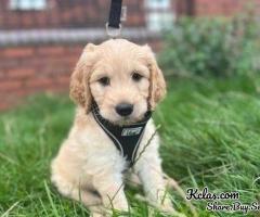 F1 heath tested Golden doodle puppies ready now