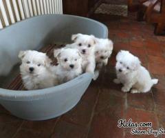 Male and Female Maltese Puppies