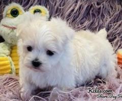 Male and Female Maltese Puppies