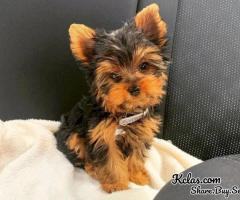 Perfect Male and female Yorkie