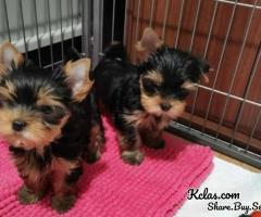 Perfect Male and female Yorkie