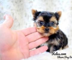 Perfect Male and female Yorkie